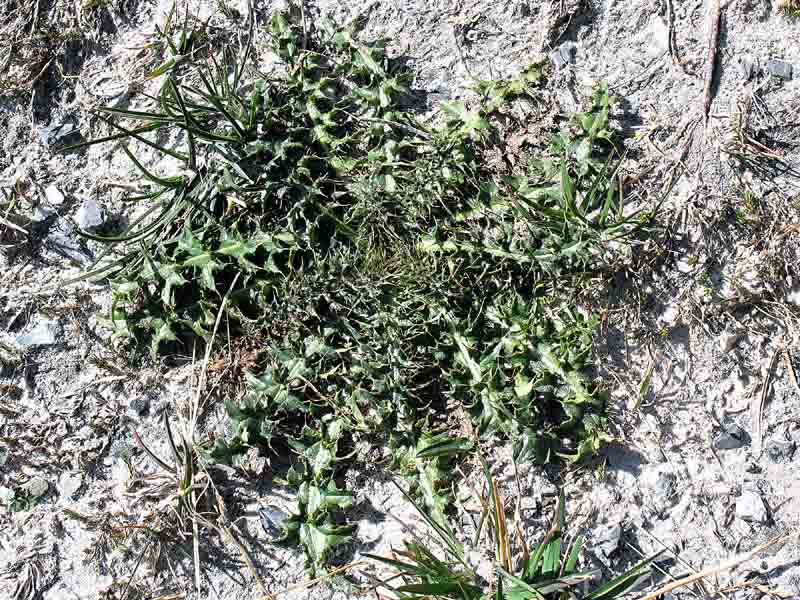 Carduus deflorato L. subsp. tridentinus (Evers) Ladurner